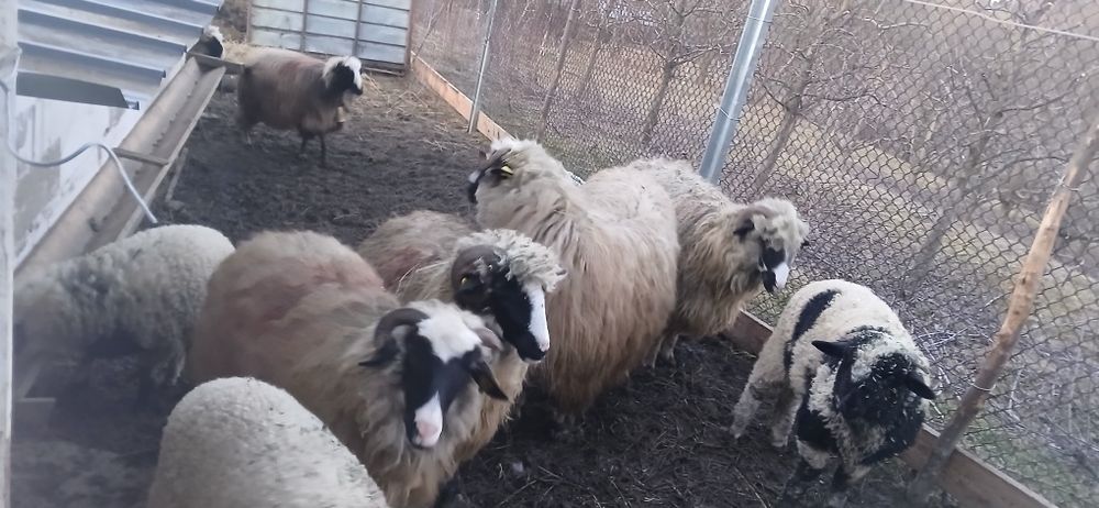 Oi tinere  de vânzare  mioare