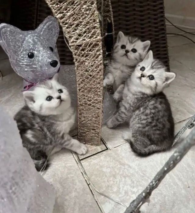 Продажа Шотландских Котят!