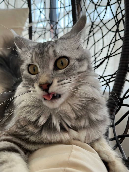 Женски Maine Coon (Мейн кун)