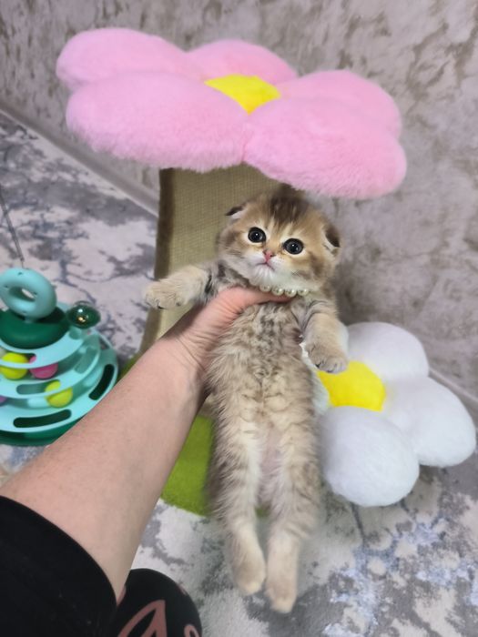 Котята от правильной вязки