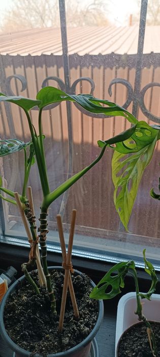 Монстера манки молодое растение