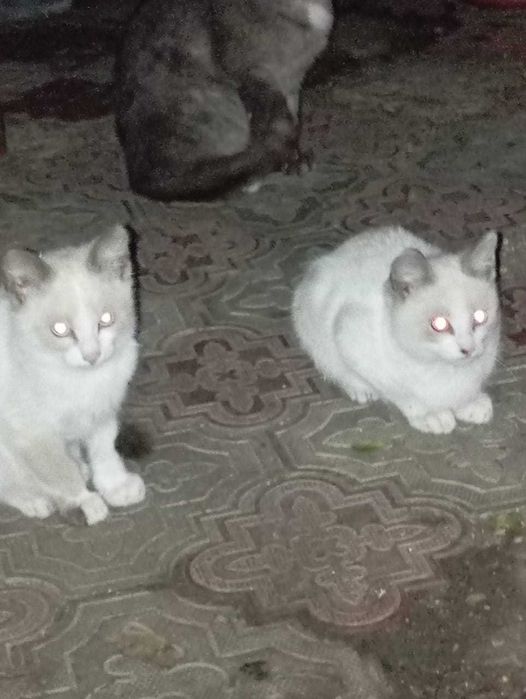 Котята разных окрасов