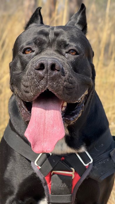 Щенки кане корсо cane corso