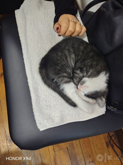 Котенок мальяик  2месяца
