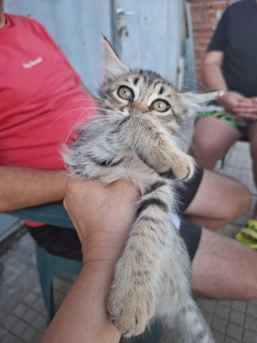 Подарявам котета