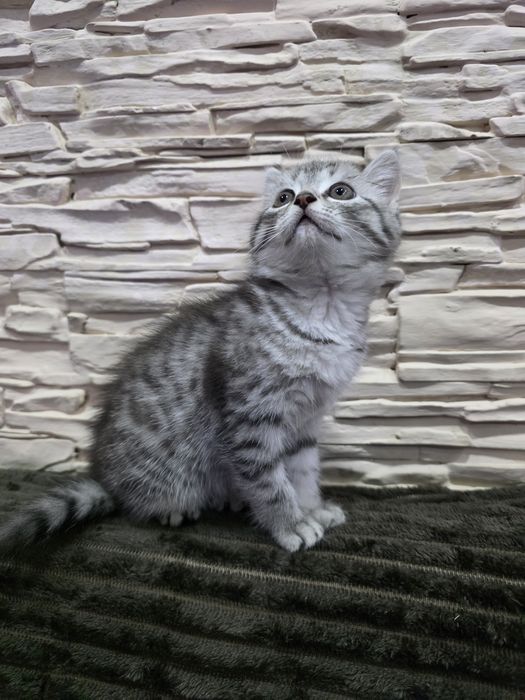 Британка вискас скотиш страйт