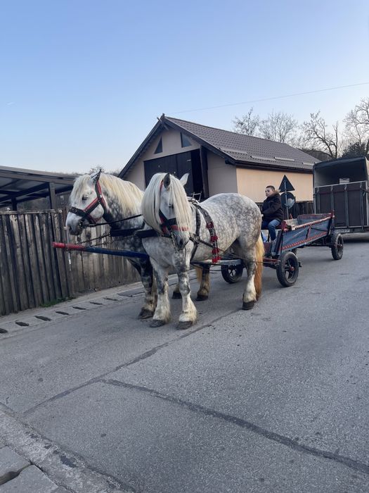 Vând armasar si iapă