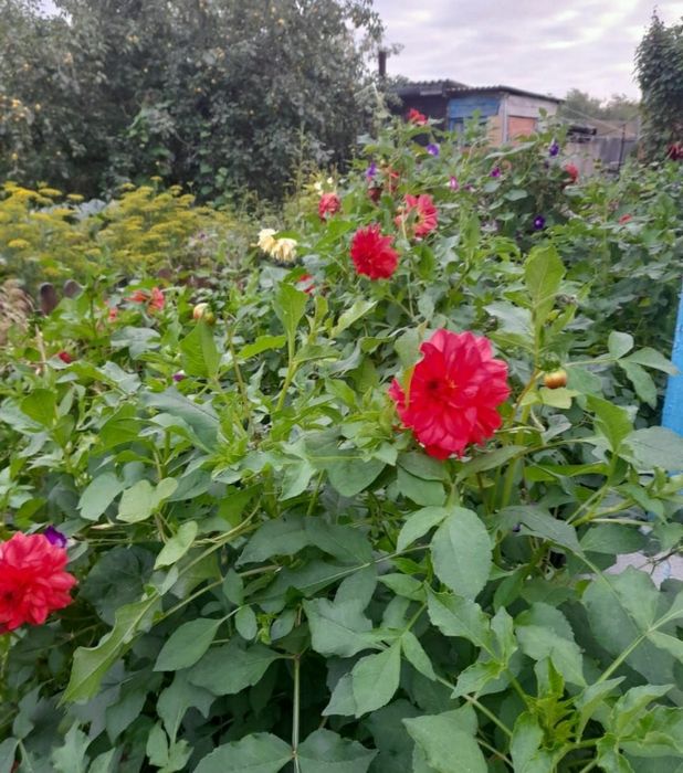 Продам клубни георгин красных