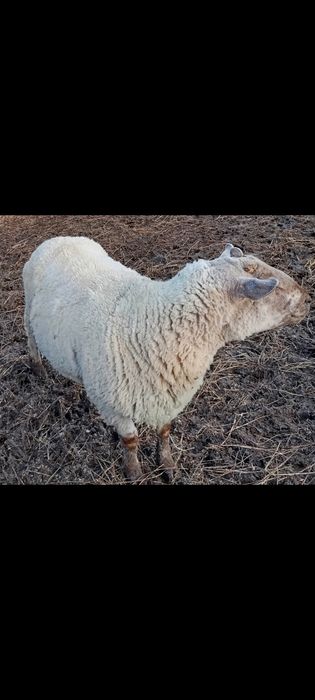 Berbec suffolk X texel