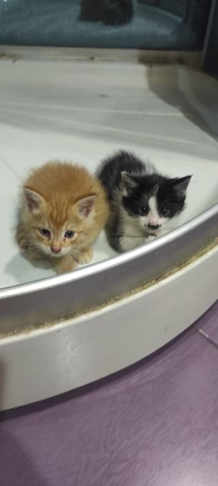 Забавные домашние котята