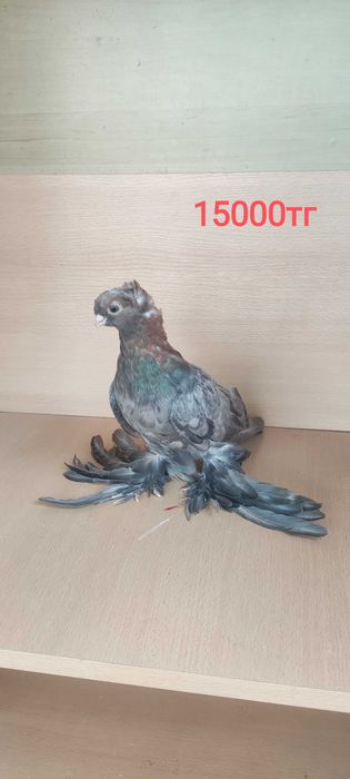 Голуби разные    ..   .