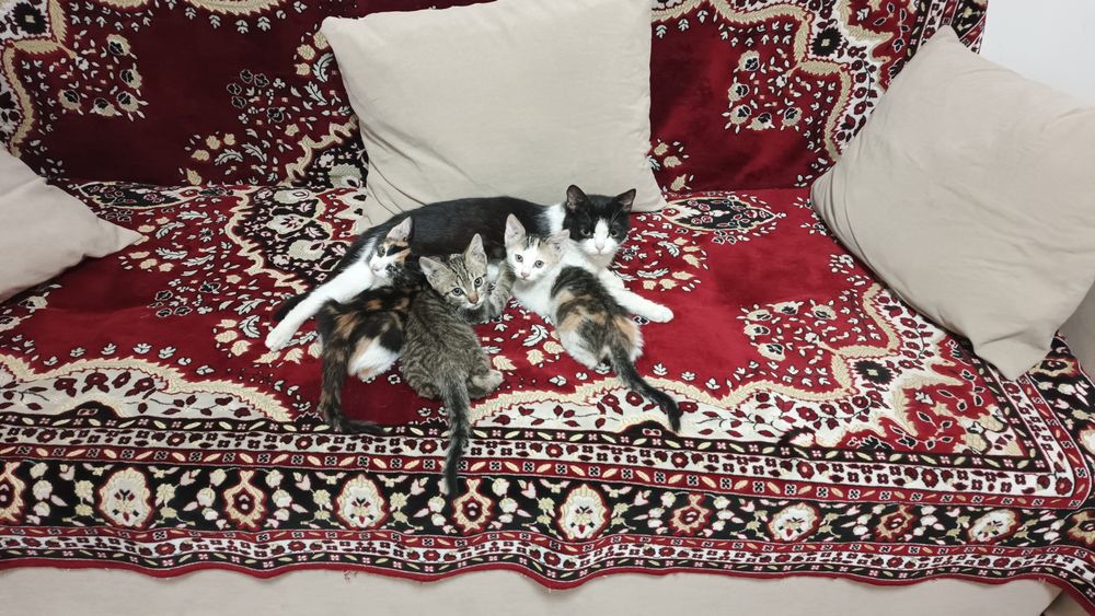 Котята  малыши. В добрые руки!