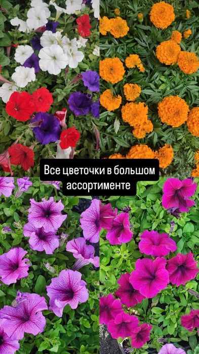 Цветы в большом количестве