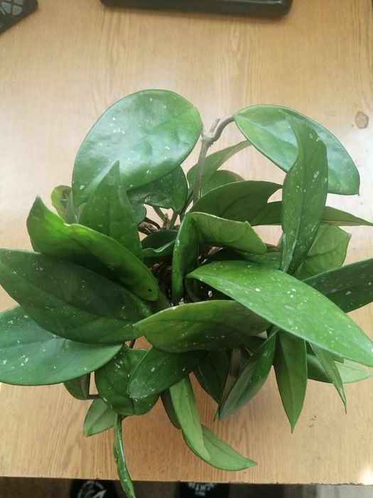 ХОЯ Карноза стрък с коренчета