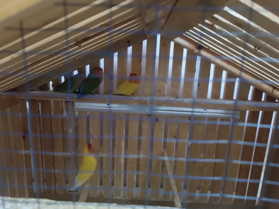 Неразлучка сотилади