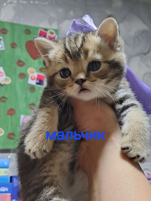Продаю котенка страйтт