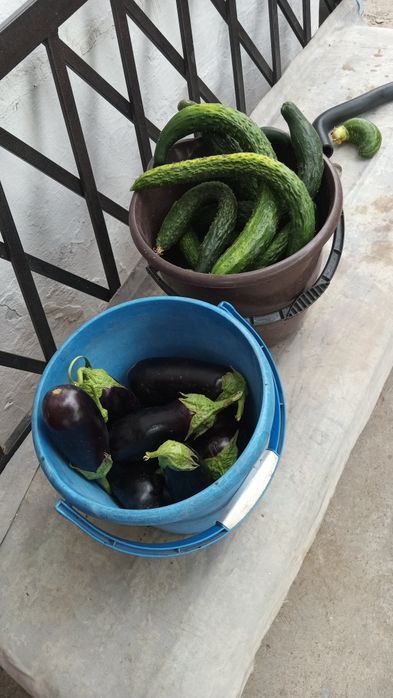 Продам огурцы домашние