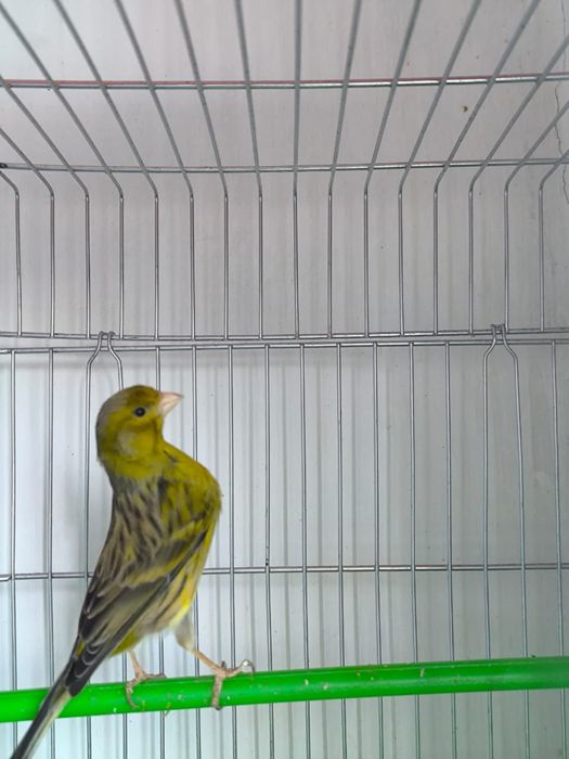 Продается канарейка