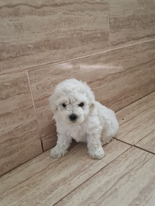 Bichon  Maltez 8 săptămâni !