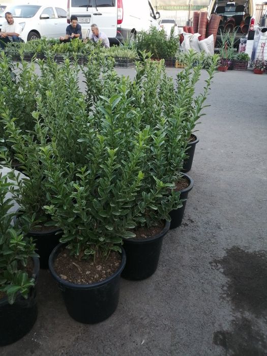 Брисклит 80000 сум