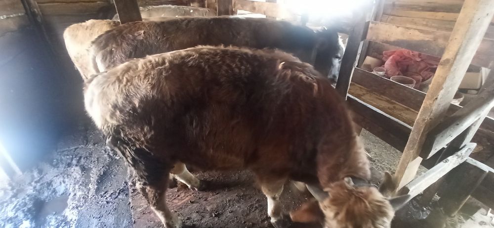 Продам бычка с откорма