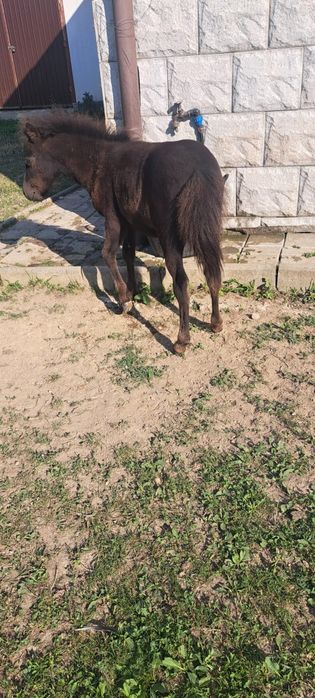 Mânzi de ponei de vânzare