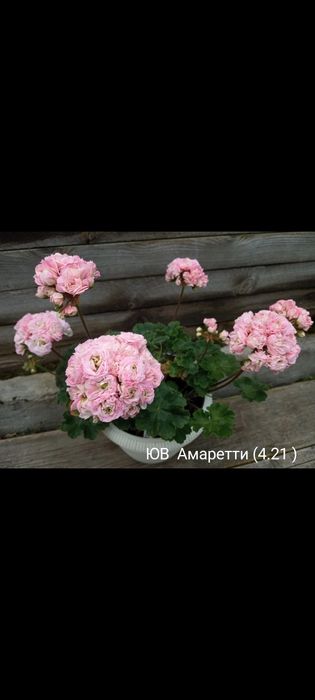 Продам сортовые пеларгонии