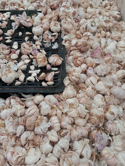 Vand usturoi de pus in pamant si de piata