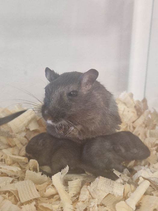 Подарявам бебета джербили (монголска песчанка)