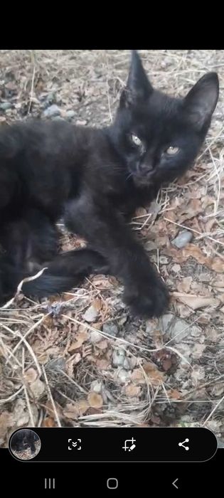 Черный котенок в добрые руки