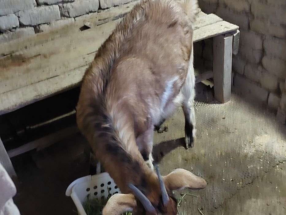 Сүтті ешкілер сатылады