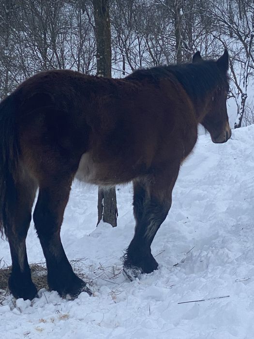 Manz armasar de 9 luni