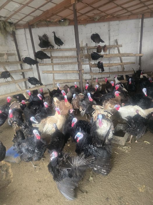 Индюк тер сатылады