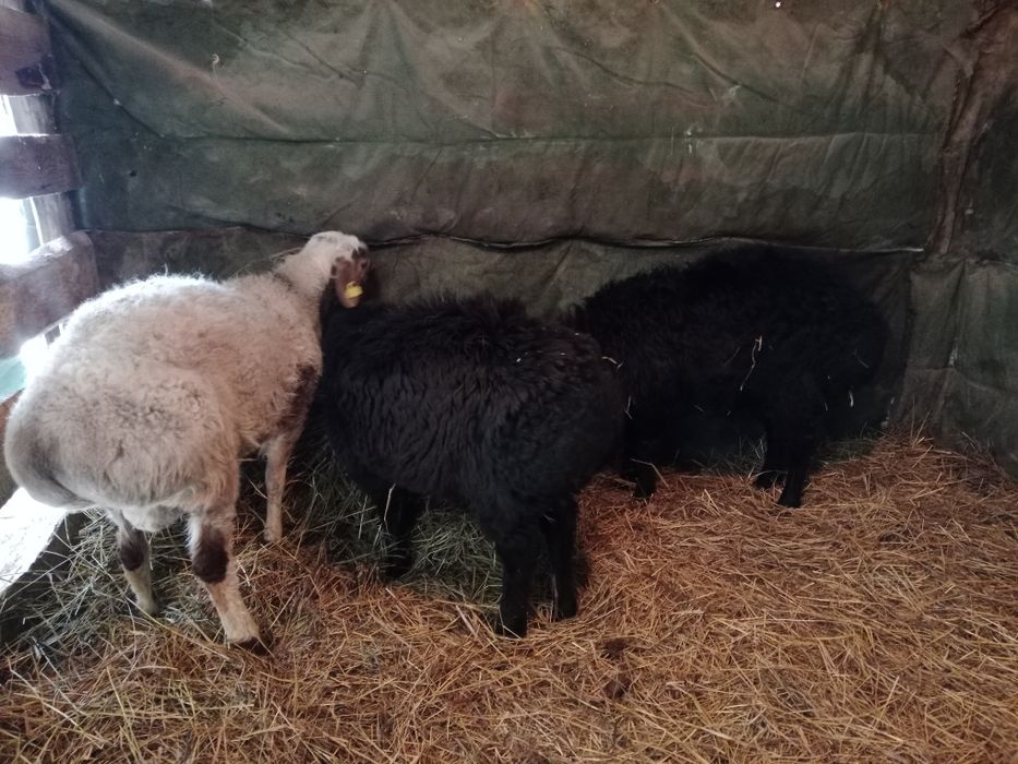 Продам кошкарчиков на племя