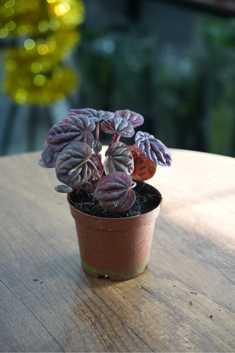 Пеперомия ред луна