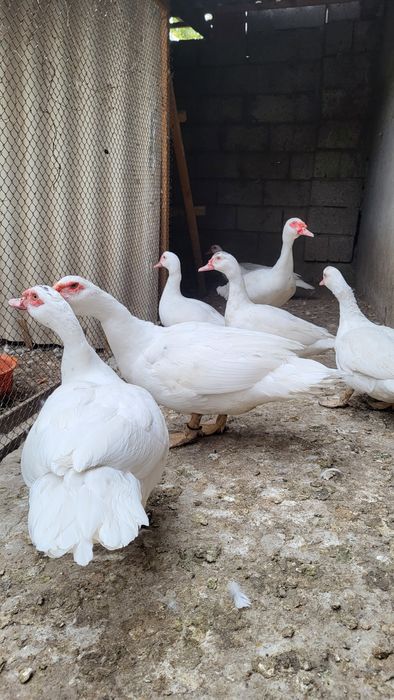 Индоутки индаутки