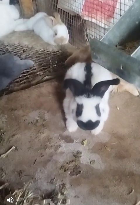 Строкач болалари сотилади