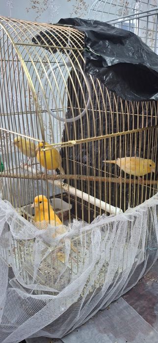 Поющие конарейки семья