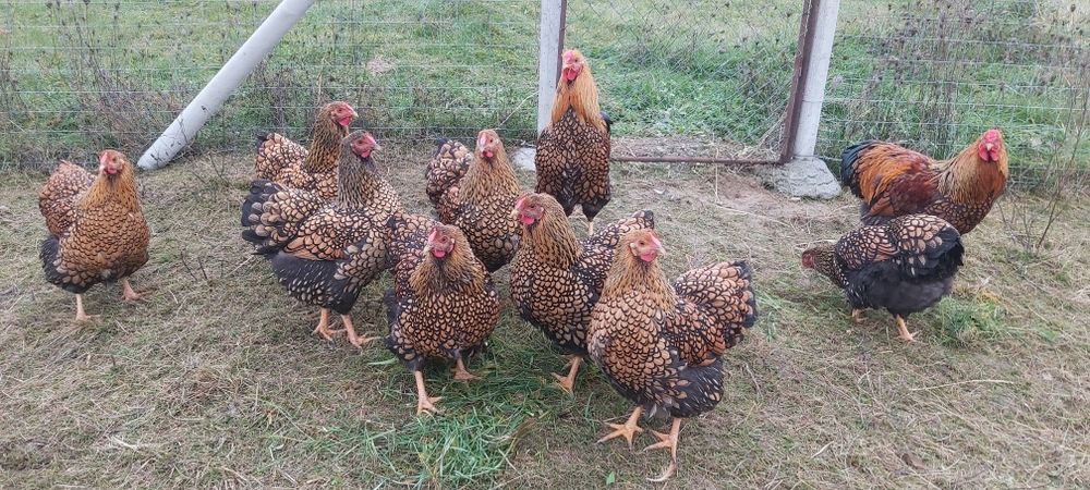 Familie Wyandotte gsg