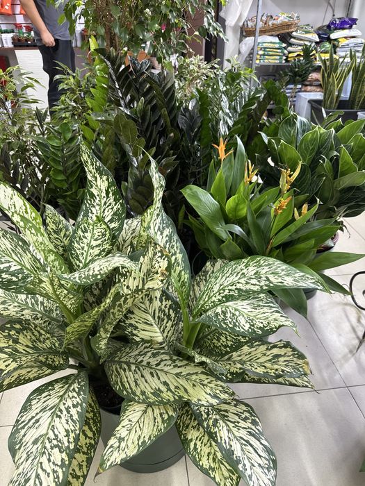 Комнатные растения по самым низким ценам