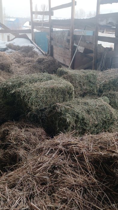 Продам люцерна  зелёный