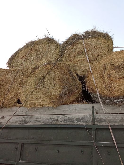 Продам сено в рулонах срочно
