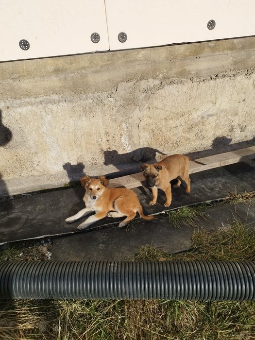 Щенята ищут дом в надёжные руки