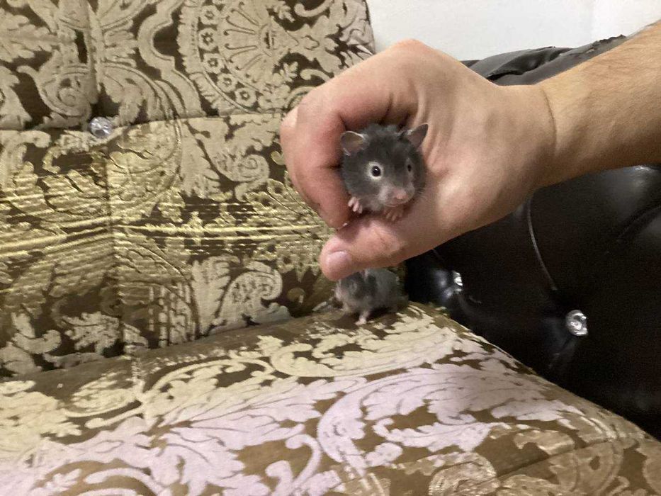Сирийские хомячки, 1 месяц, ручные