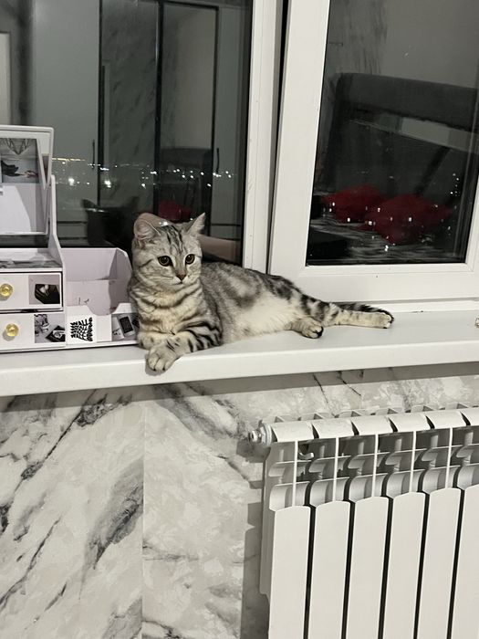 Продам породистую кошку