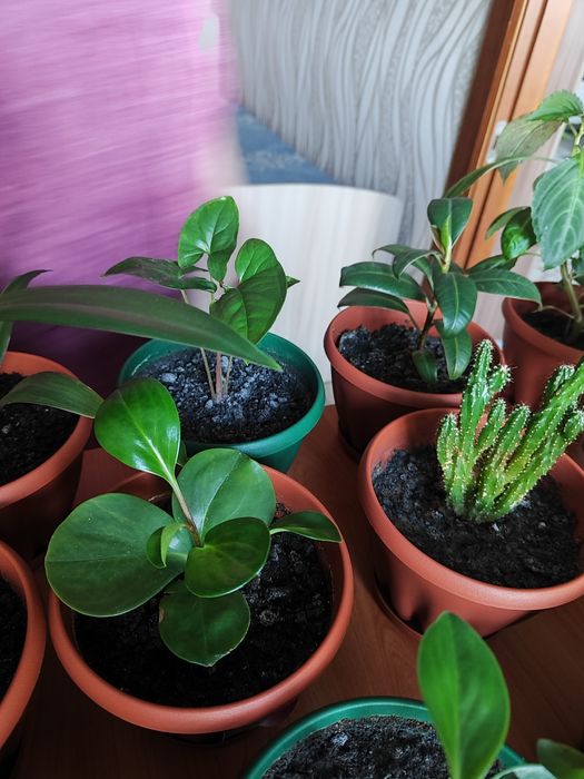 Продам комнатные цветы