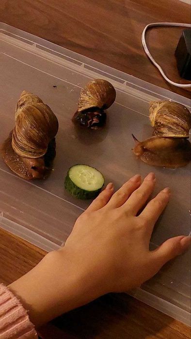 УЛИТКИ ахатины бесплатно