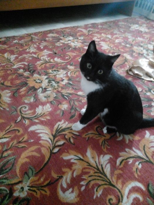 Пропал котик! Ищем!