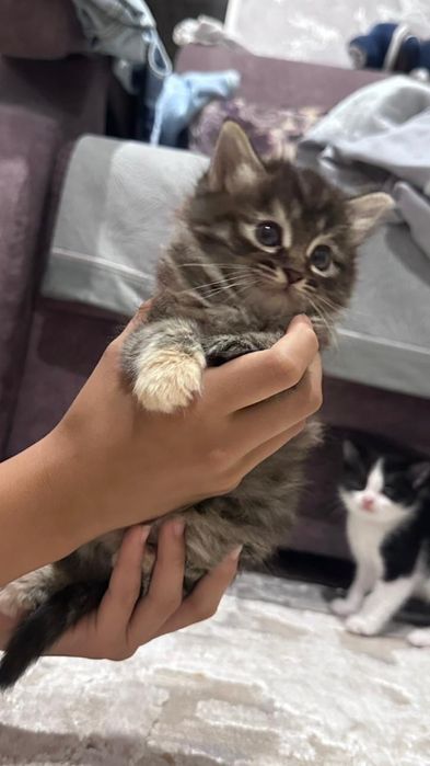 Котята отдам в добрые руки