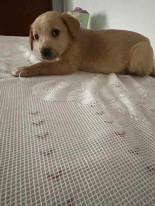 малки, сладки спенидори